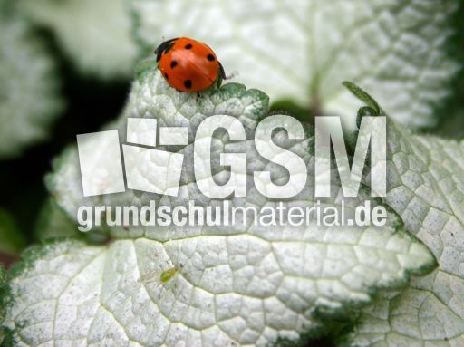 Marienkäfer-Valentin-19.jpg